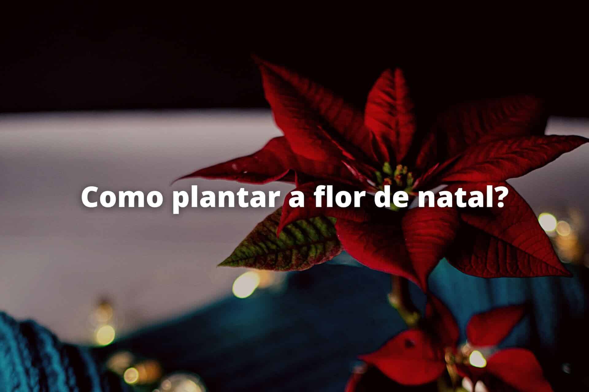 Como Plantar A Flor De Natal? [2023]